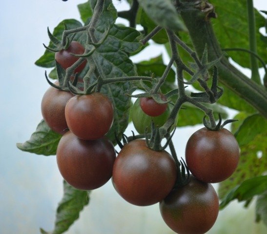 Tomato Black cherry