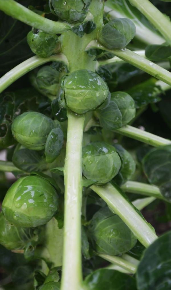 Brussels Sprout Nautic (3)