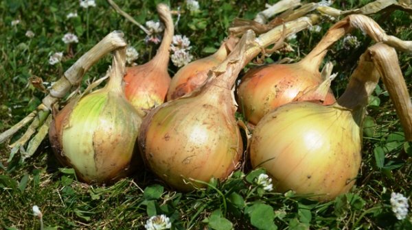 Onion Radar