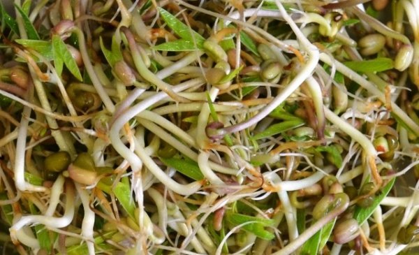 Mung Bean