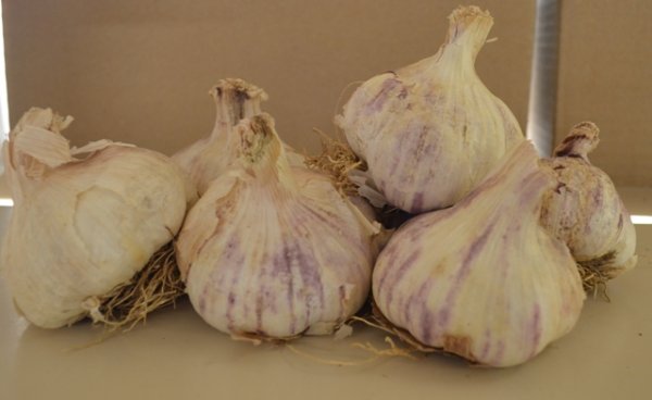 Garlic Germidour