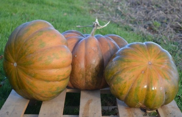 Squash Musquee De Provence