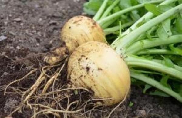 Turnip Goldana