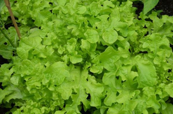salad bowl web