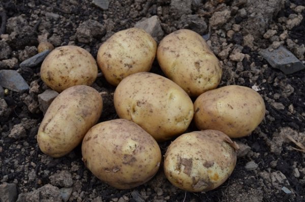 Potato Colleen