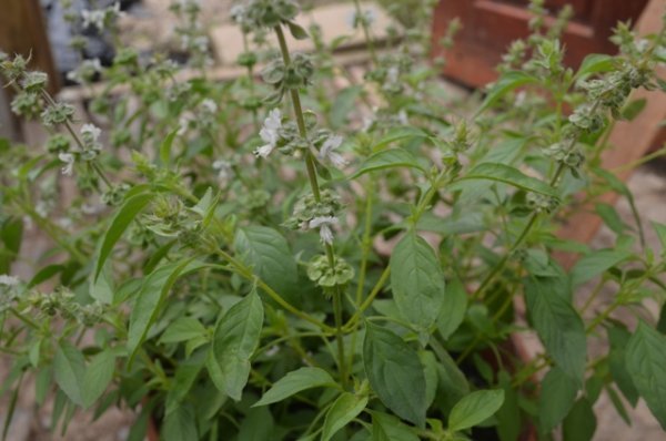 Lemon Basil