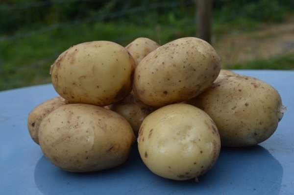 Potato Orla