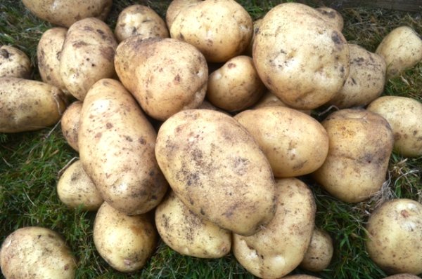 Potato Maris Peer