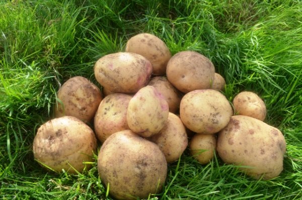 Potato Cara