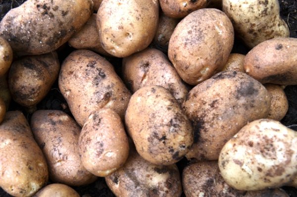 Potato Golden wonder