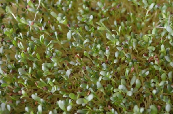 SS Alfalfa