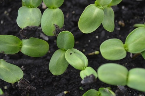 Sprouting Sunflower
