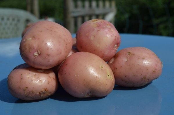 Potato Setanta