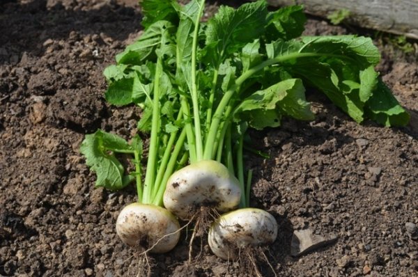 Turnip Flat White May