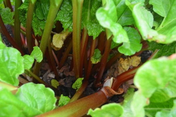 Rhubarb Timperly