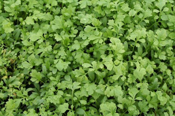 Cress Sprint