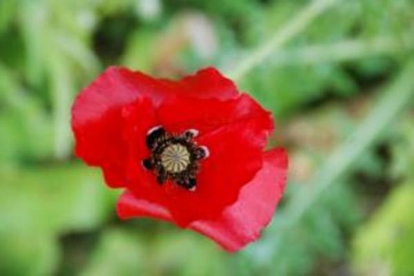 Poppy Corn or Field