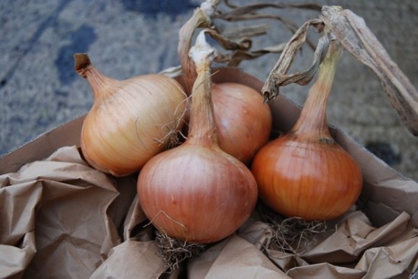 Onion Sturon