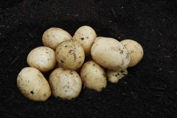 Potato Casablanca