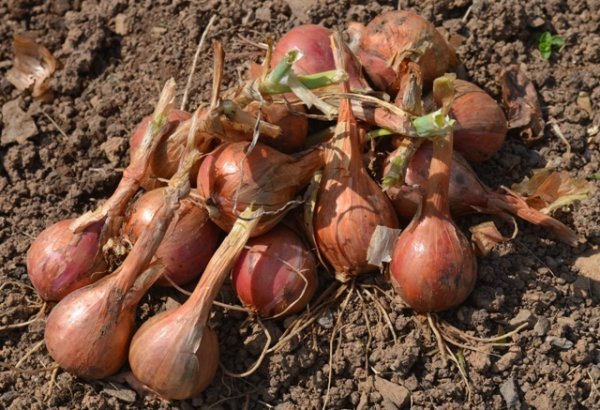 Shallot Meloine