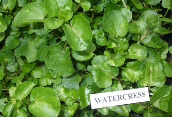 Watercress
