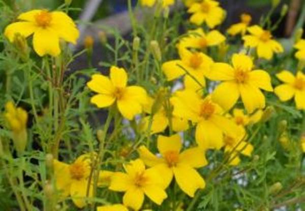 Tagetes Yellow
