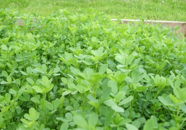 Alfalfa