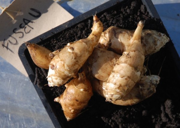 Artichoke Fuseau
