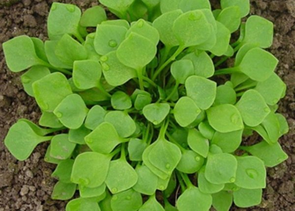 Purslane Winter