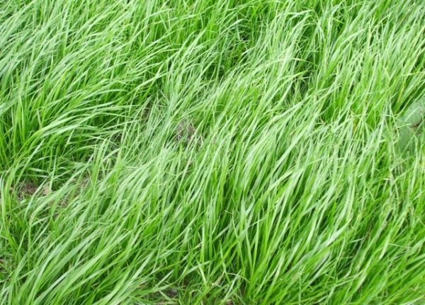 Italian Rye