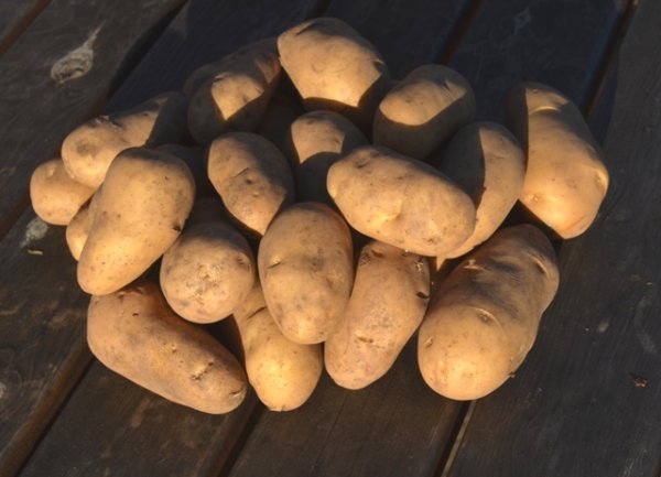 Potato Charlotte
