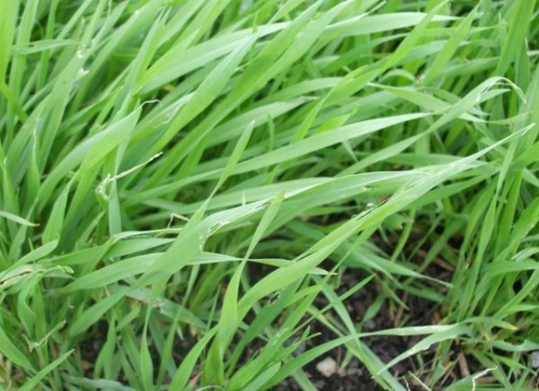 Grazing Rye
