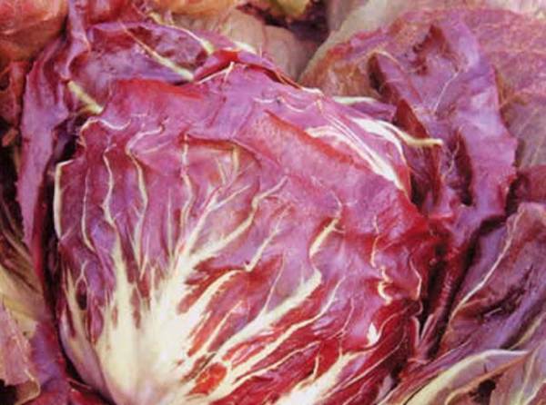 Chicory Palla Rossa