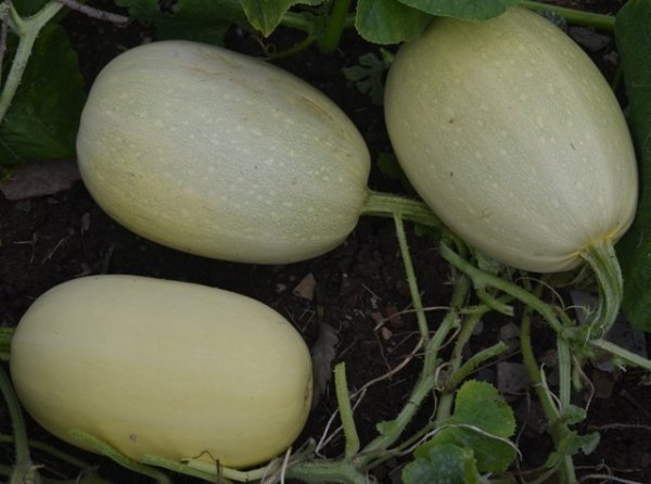 Squash Vegetable Spaghetti