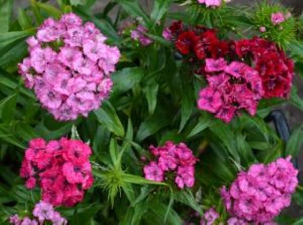 Sweet William Mix