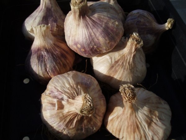 Garlic Thermidrome