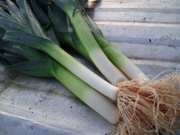 Leek Tadorna