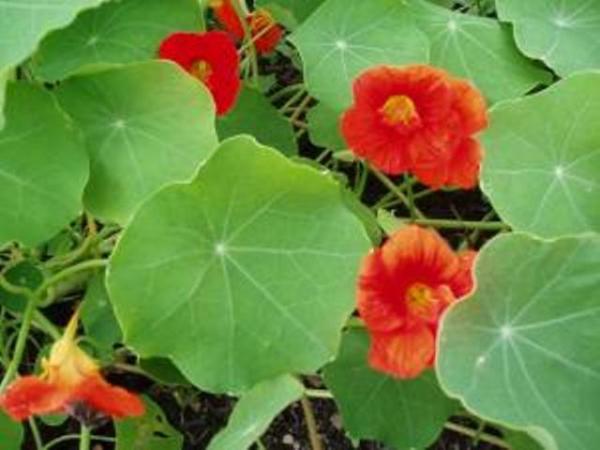 Nasturtium Trailing Mix