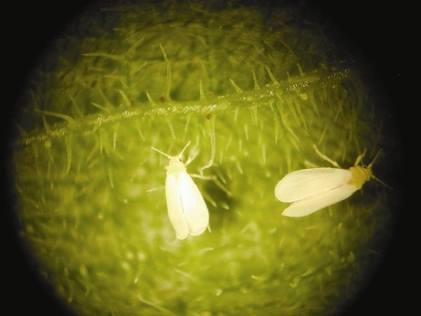 Whitefly Control