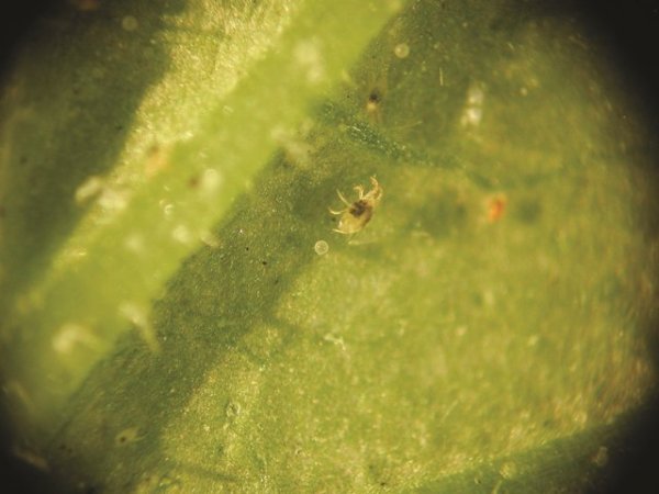 Red Spidermite