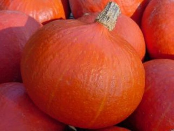 Squash Uchiki Kuri