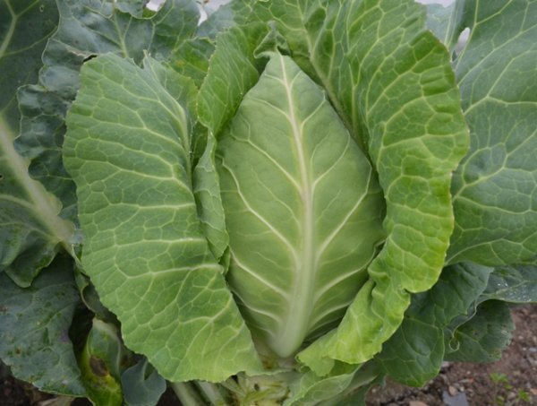 Cabbage Filderkraut