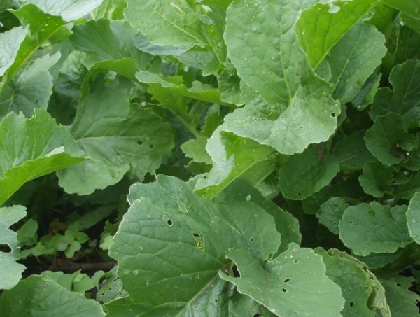 Fodder Radish