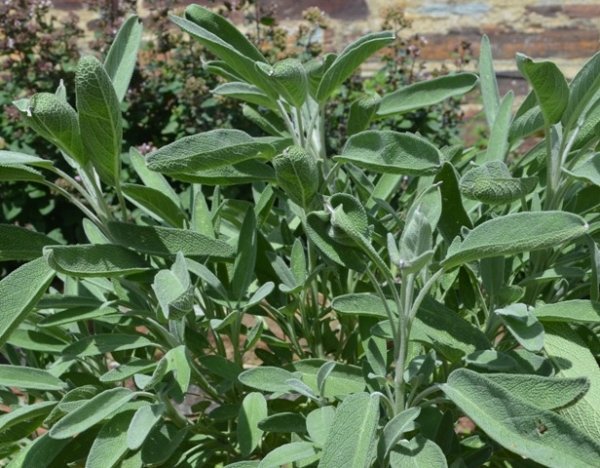 Sage