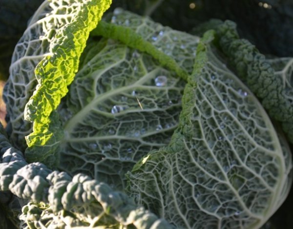 Cabbage Paresa F1