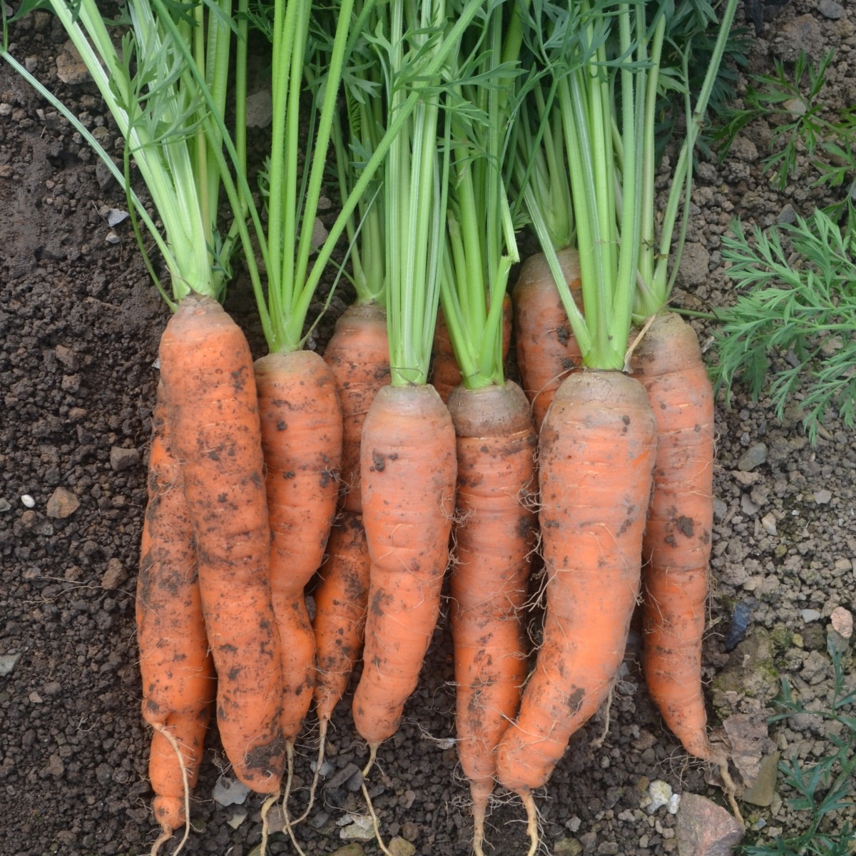 Carrot Rodelika (GRADED)