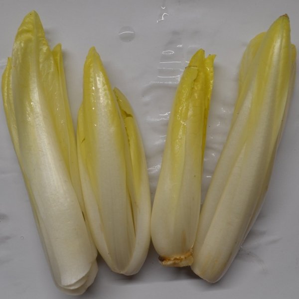 Chicory Witloof, Holland Early