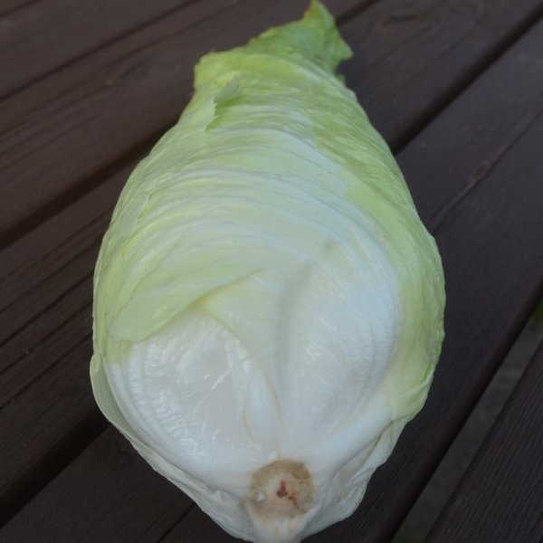 Chicory Pain De Sucre (sugar Loaf)