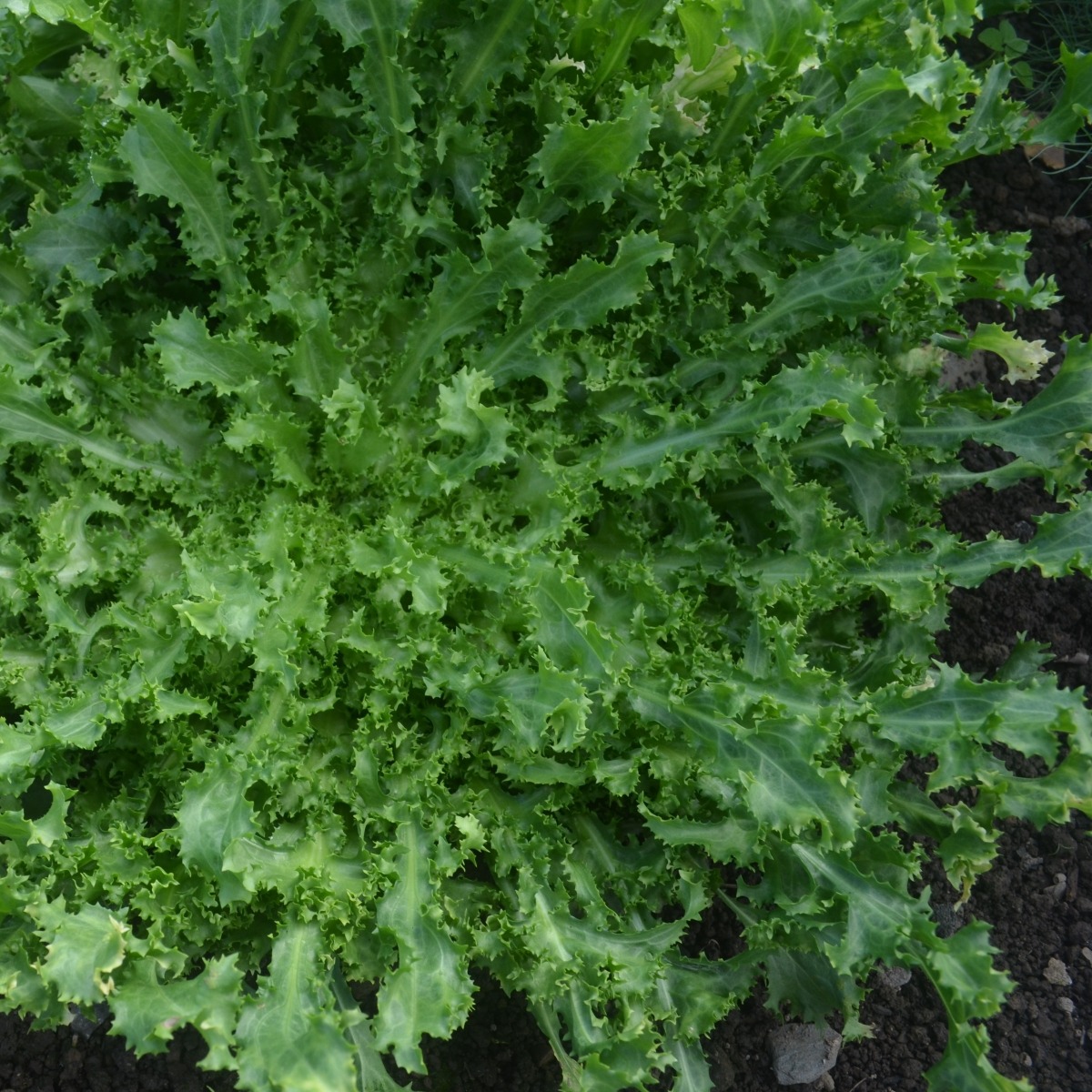 Endive Wallone