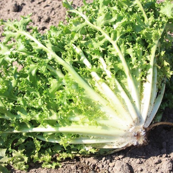 Endive Wallone